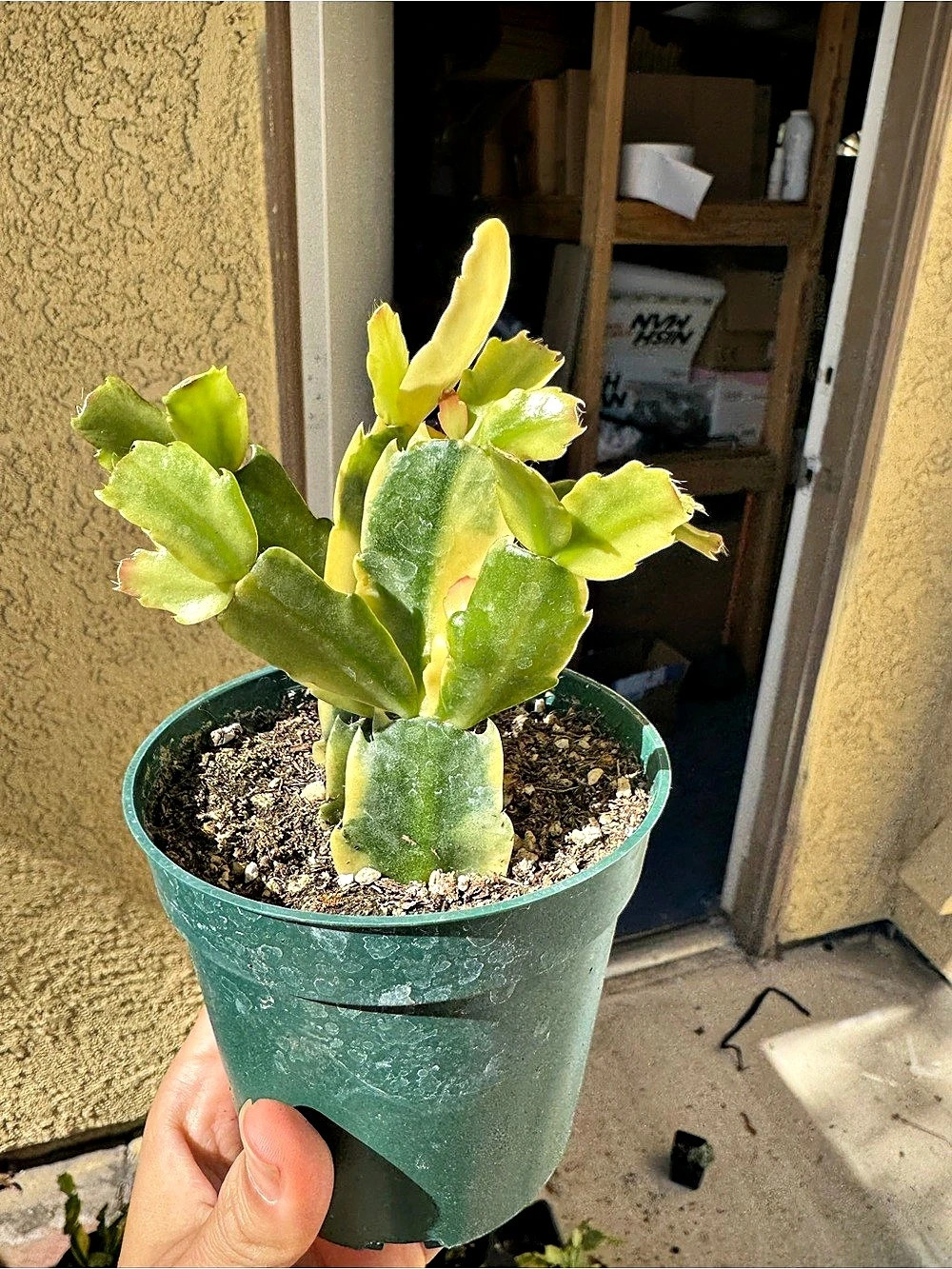 Live variegated Christmas cactus 4 inch pot Plant
